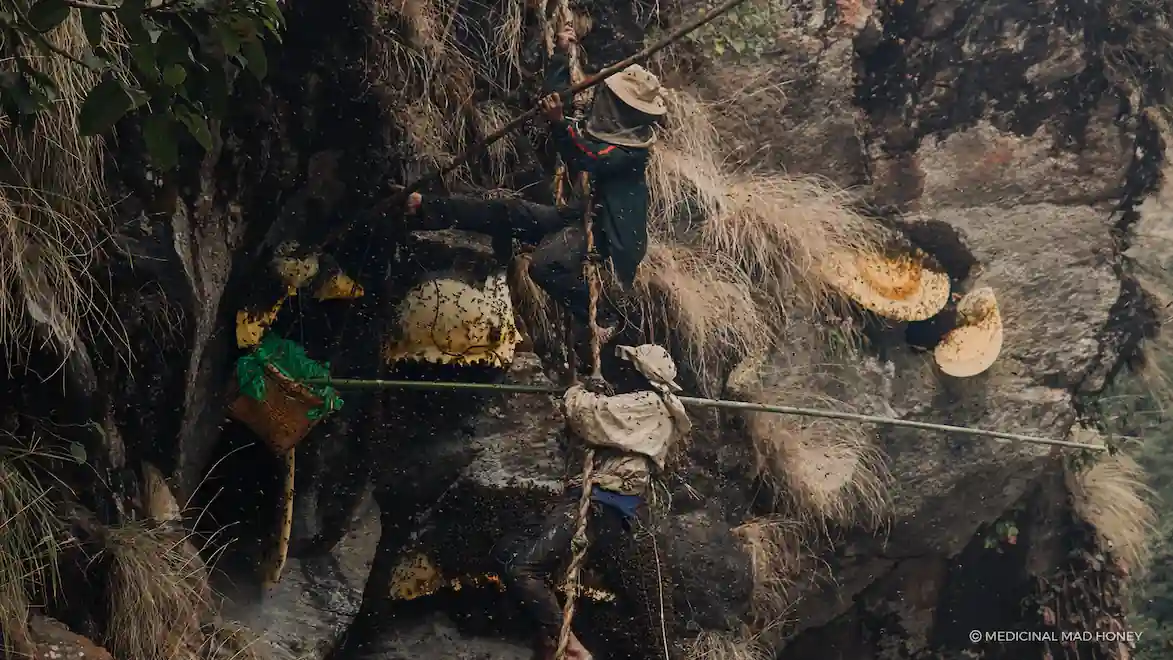 Adventure of the Gurung Hunters during Mad Honey Hunting