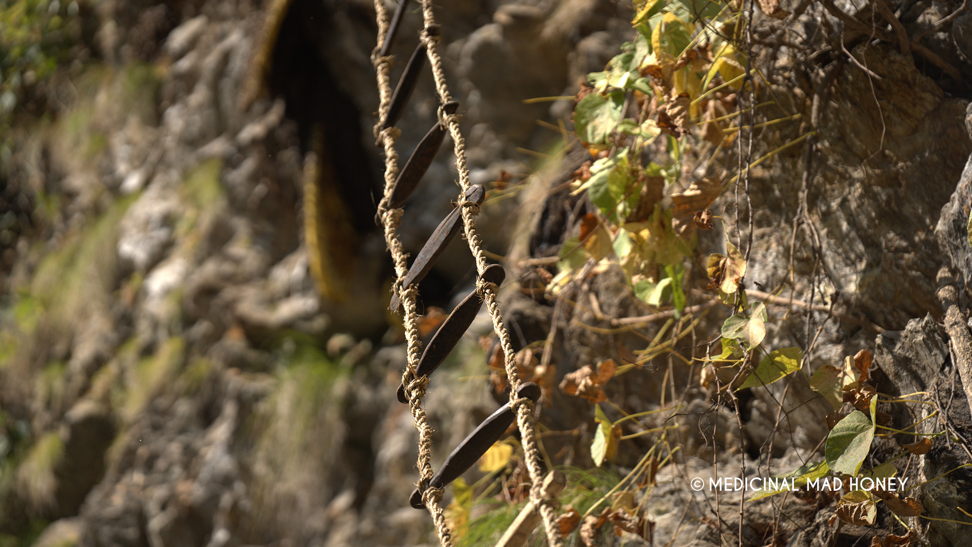 bamboo ladder for mad honey hunting