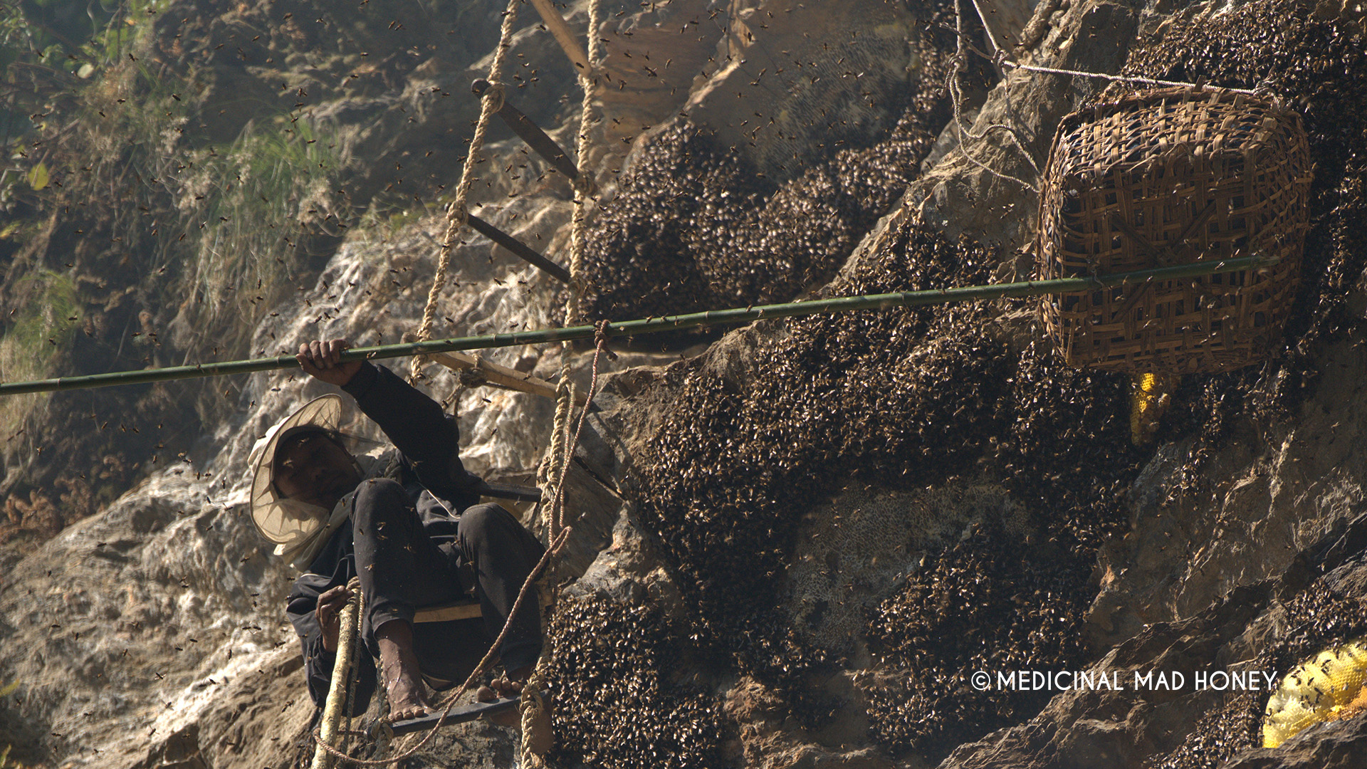 bamboo stick for mad honey hunting